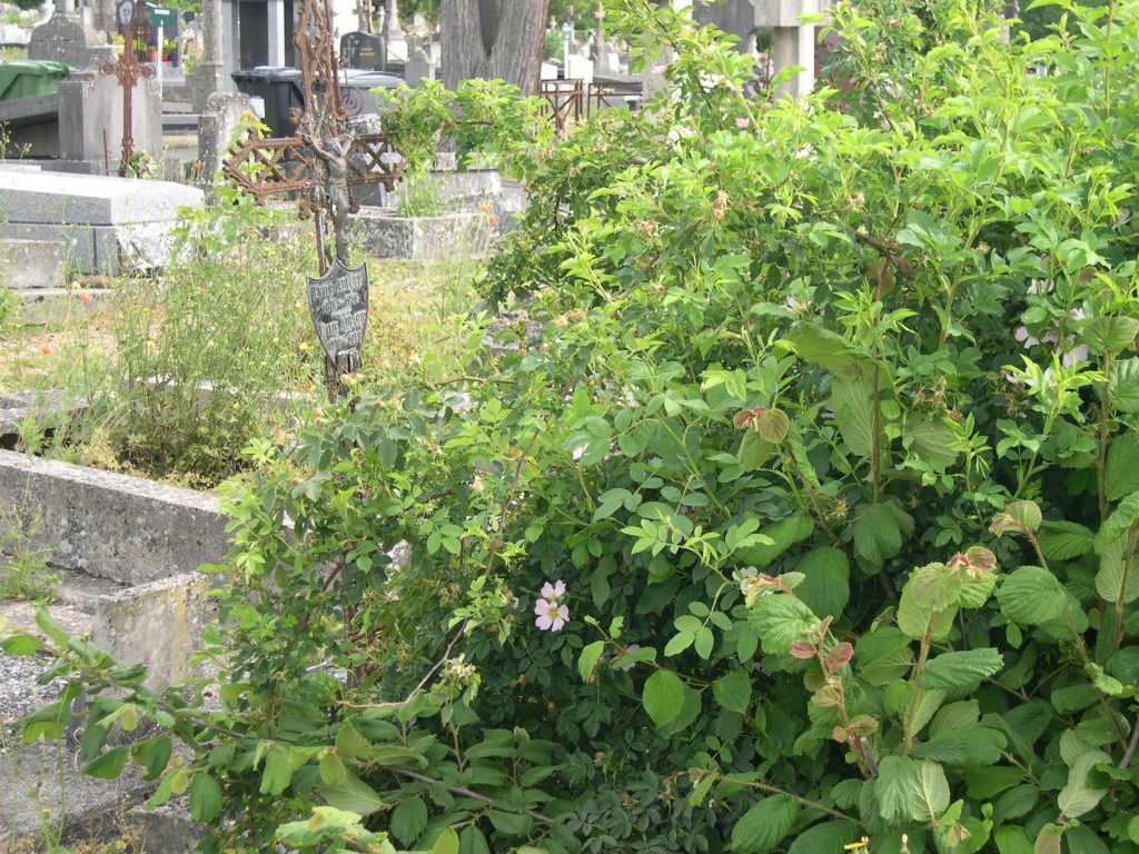 végétalisation du cimetière